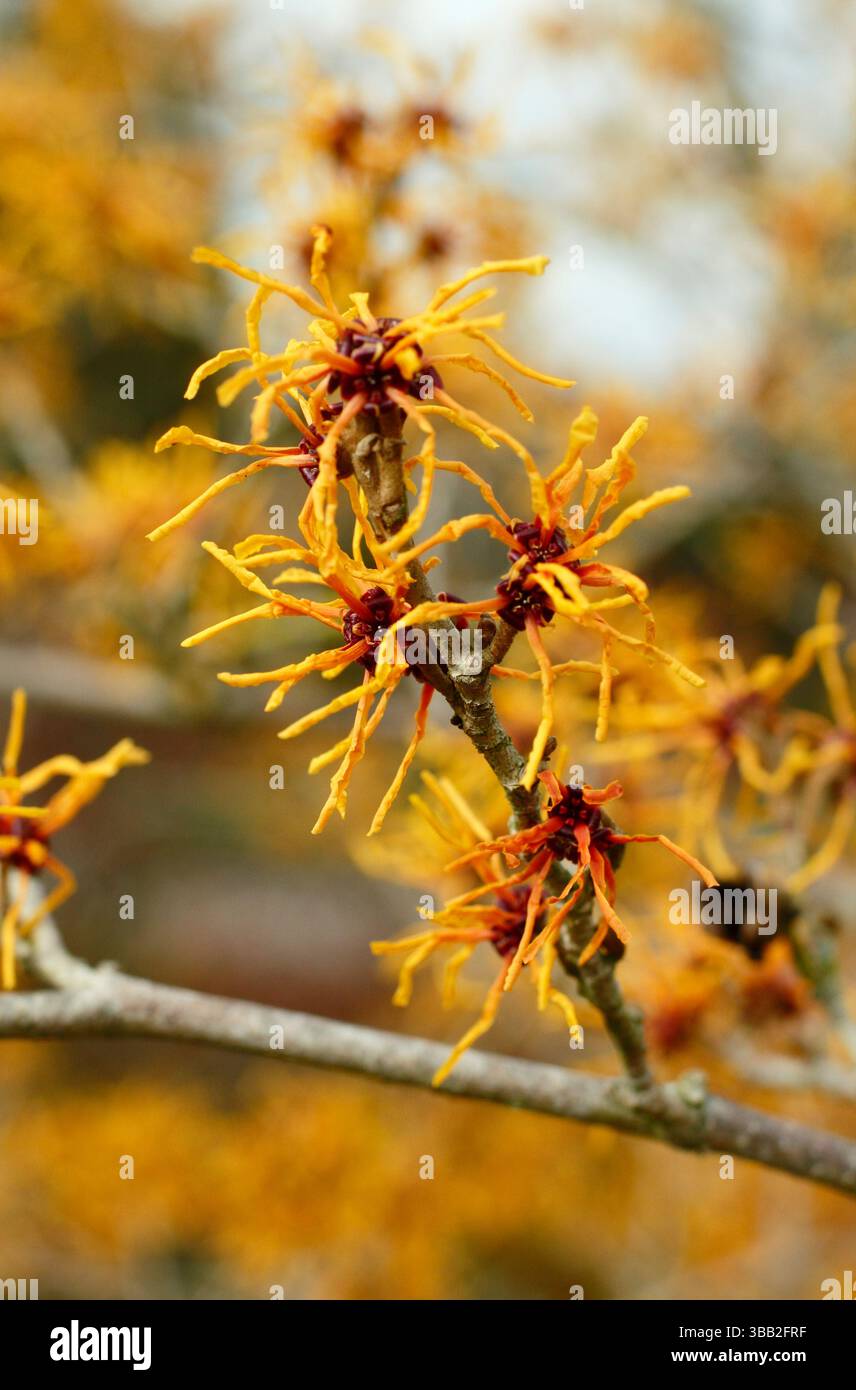Hamamelis Aphrodite strega nocciola. Fiori invernali di Hamamelis x intermedia Aphrodite illuminati dal sole di gennaio. REGNO UNITO Foto Stock