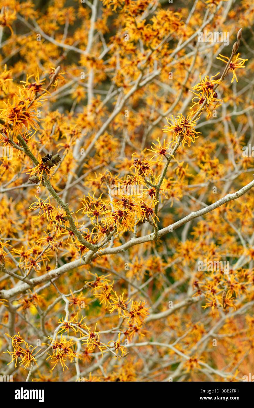 Hamamelis Aphrodite strega nocciola. Fiori invernali di Hamamelis x intermedia Aphrodite illuminati dal sole di gennaio. REGNO UNITO Foto Stock
