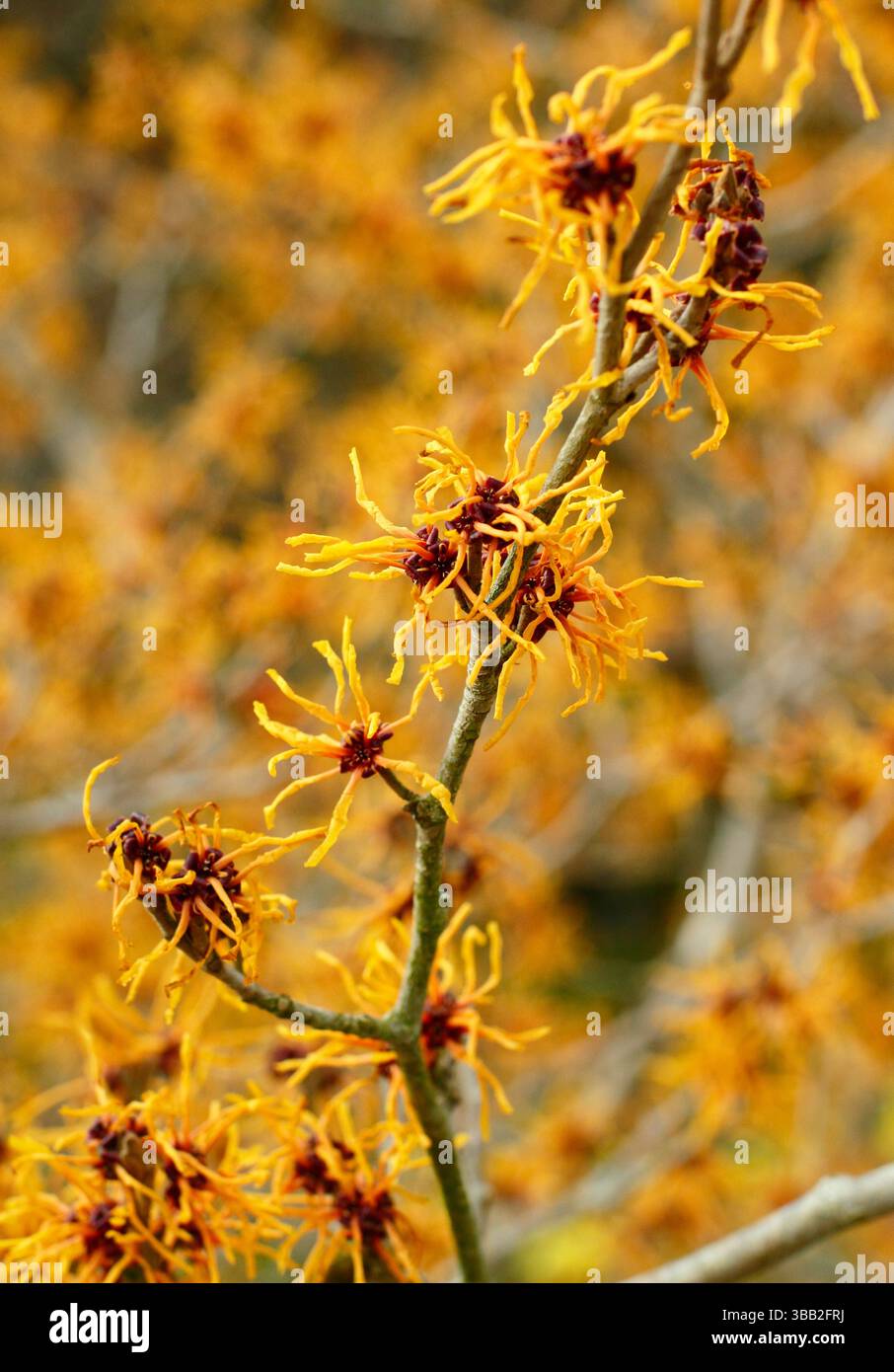 Hamamelis Aphrodite strega nocciola. Fiori invernali di Hamamelis x intermedia Aphrodite illuminati dal sole di gennaio. REGNO UNITO Foto Stock