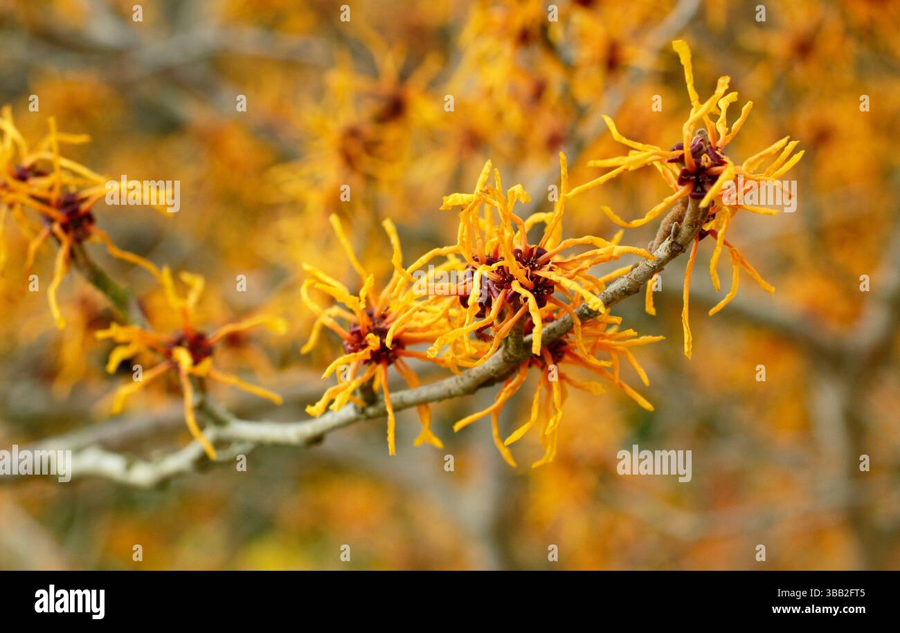 Hamamelis Aphrodite strega nocciola. Fiori invernali di Hamamelis x intermedia Aphrodite illuminati dal sole di gennaio. REGNO UNITO Foto Stock