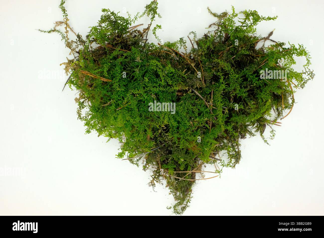 Muschio a forma di cuore su sfondo bianco. Colore verde brillante. Copia spazio. Foto Stock