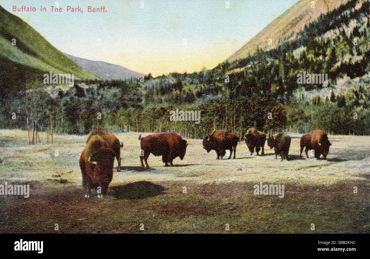 Buffalo nel parco, Banff National Park, Banff Alberta Canada, cartolina degli anni '1910 circa. Look strutturato, pub Macfarlane. Foto Stock