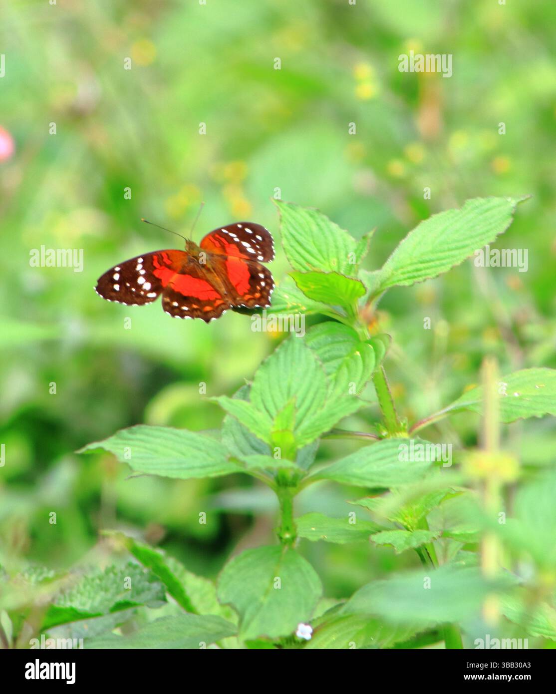 Las hermosas mariposas que se encuentran en mi región Foto Stock