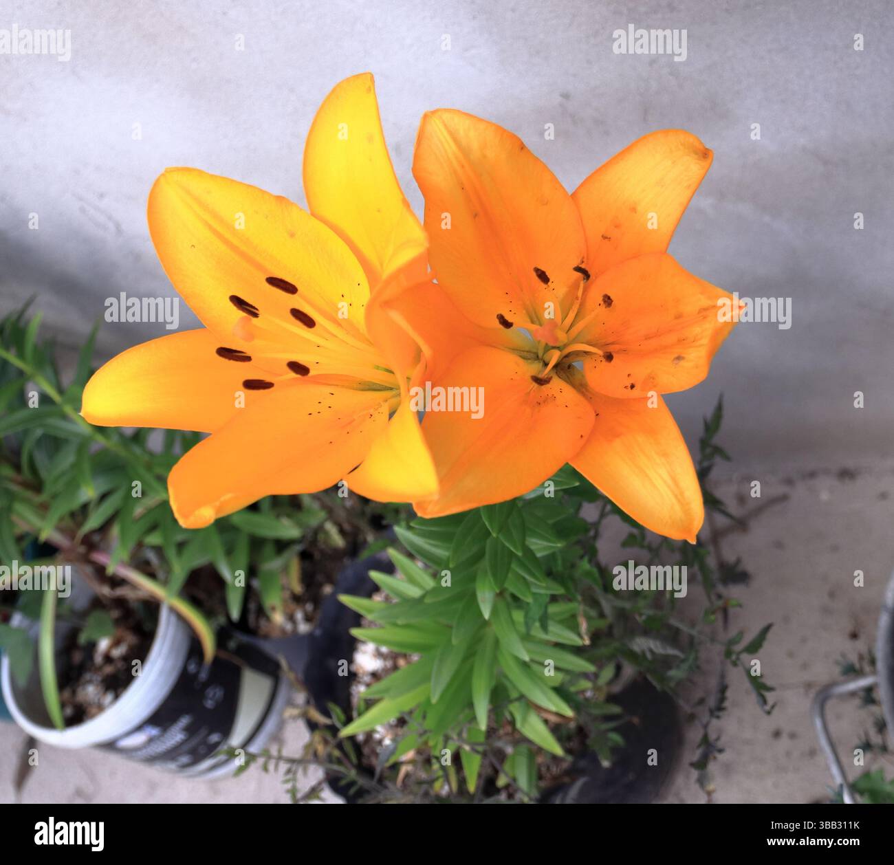 Un de las hermosas flores de las Montañas Colombianas Foto Stock