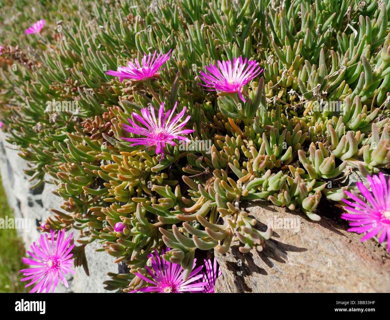 Splendidi fiori rosa selvatici che crescono in un vigneto biologico (fuori foto) nella Valle d'Aosta, NW Italia. 14 maggio 2025 Foto Stock