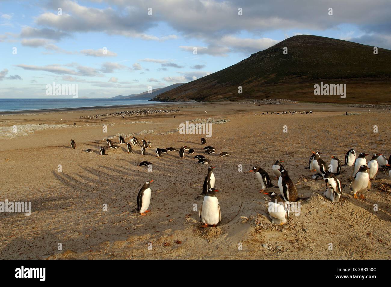 All'interno del loro areale attraverso le regioni antartiche e sub-antartiche, i pinguini di Gentoo (Pygoscelis papua) si riproducono in piccole colonie da agosto a marzo. TH Foto Stock
