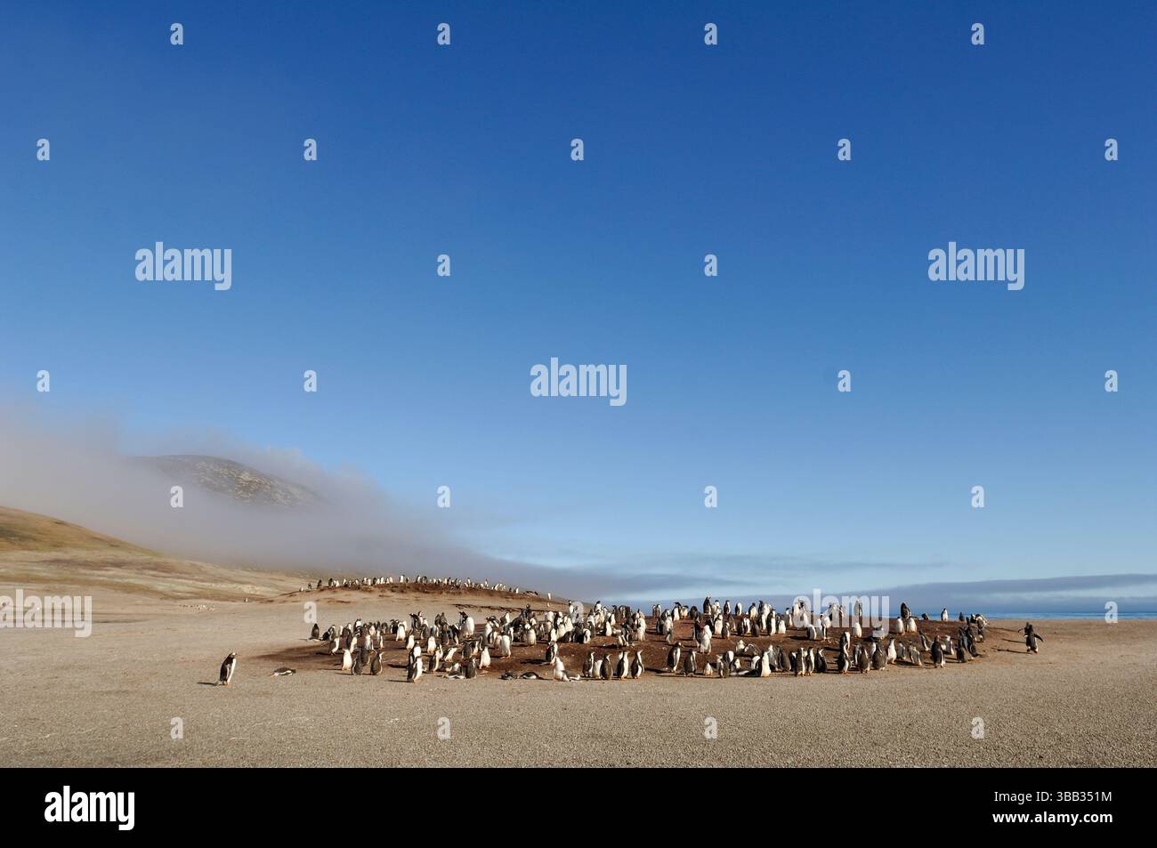 All'interno del loro areale attraverso le regioni antartiche e sub-antartiche, i pinguini di Gentoo (Pygoscelis papua) si riproducono in piccole colonie da agosto a marzo. TH Foto Stock