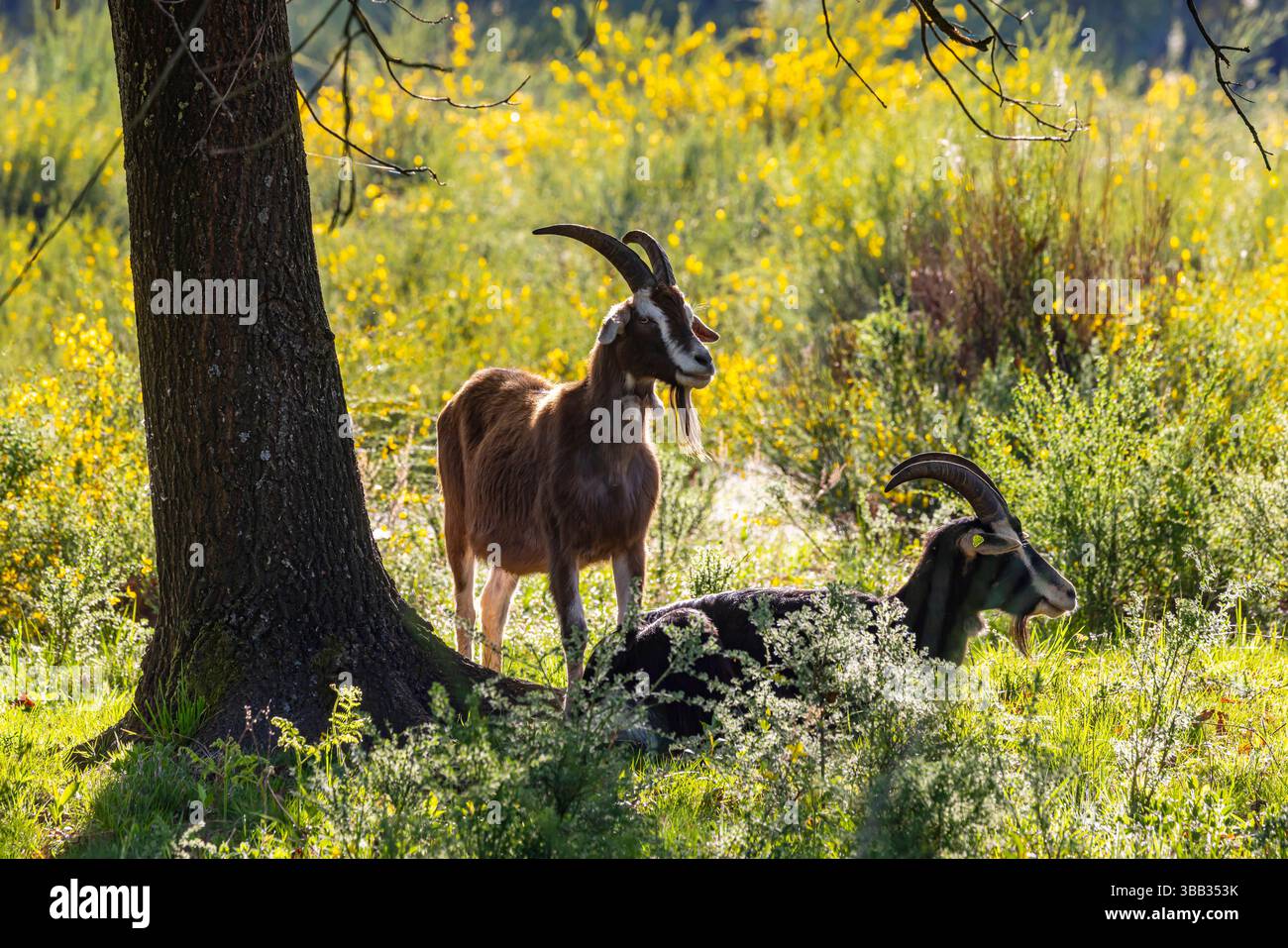 Naturschutzgebiet Wahner Heide in der Nähe des Flughafen Köln. Ziegen al Landschaftsschützer. SIE halten das Buschwerk klein. // 29.04.2025. Köln, Nordrhein-Westfalen, Deutschland, Europa *** riserva naturale Wahner Heide vicino all'aeroporto di Colonia capre che proteggono il paesaggio mantengono piccoli i cespugli 29 04 2025 Colonia, Renania settentrionale-Vestfalia, Germania, Europa Foto Stock