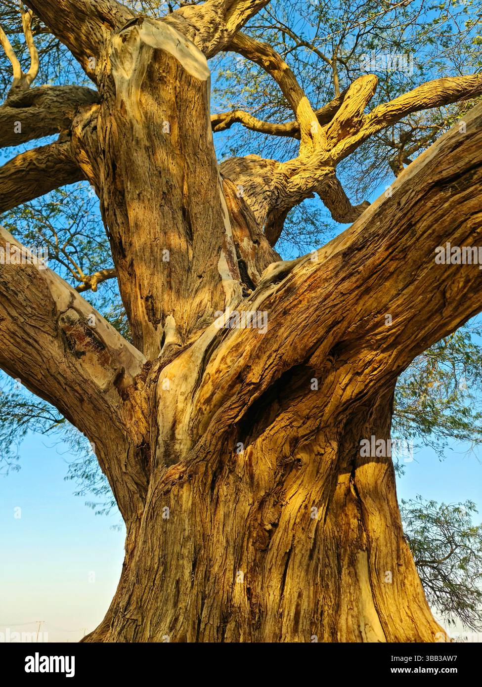 Questa mesquite di 400 anni, alta 32 metri nel deserto di Sakhir, nel Governatorato meridionale del Bahrein, è conosciuta come Shajarat-al-Hayat o "albero della vita". Foto Stock