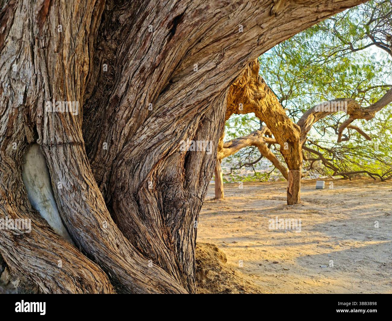 Questa mesquite di 400 anni, alta 32 metri nel deserto di Sakhir, nel Governatorato meridionale del Bahrein, è conosciuta come Shajarat-al-Hayat o "albero della vita". Foto Stock