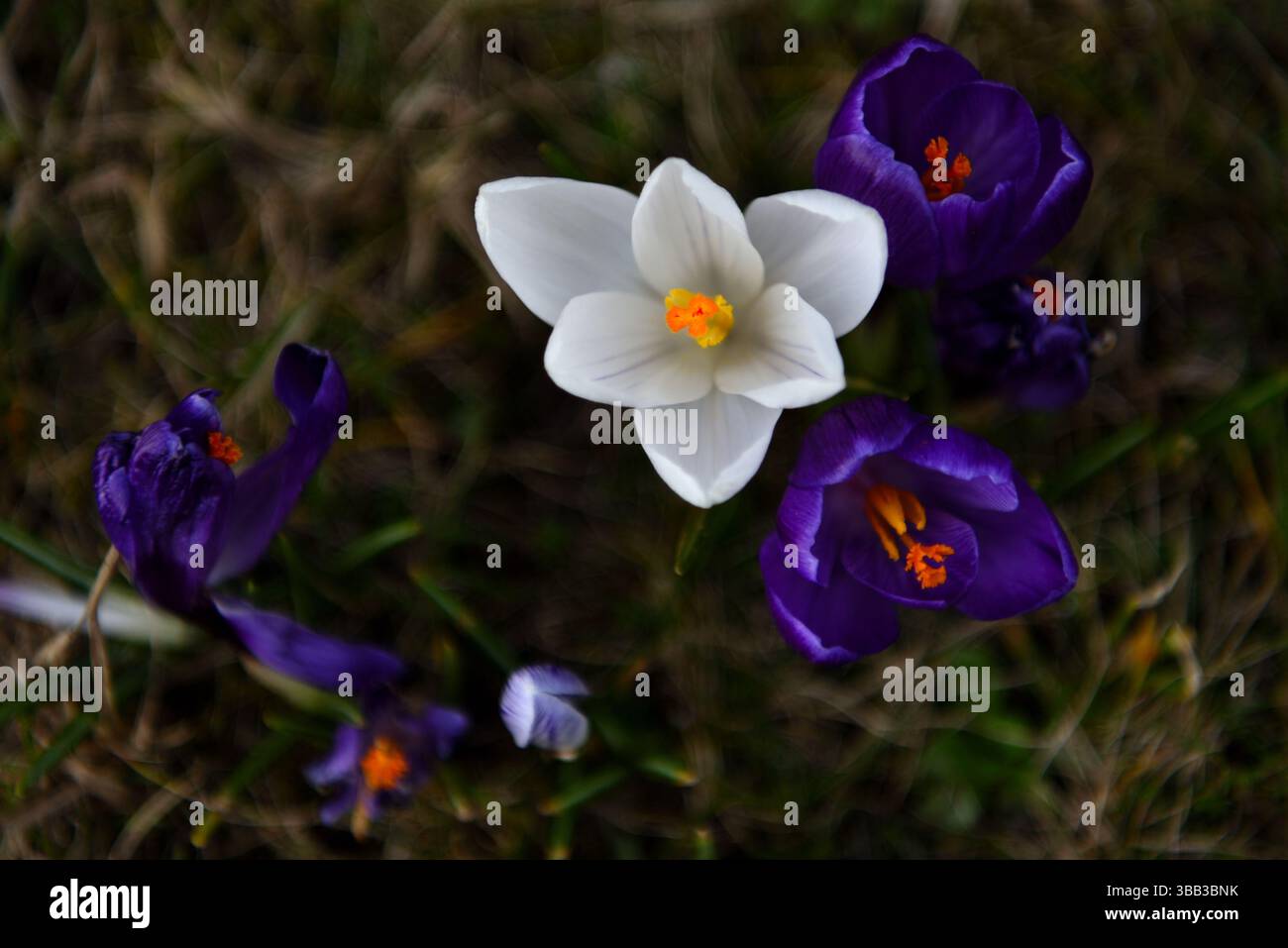 Fotografia naturalistica straordinaria. Foto artistica di fiori. Foto Stock