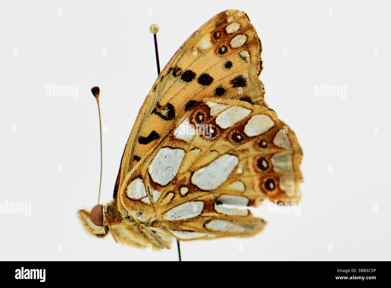 Splendida farfalla morta, incredibile fotografia macro Foto Stock