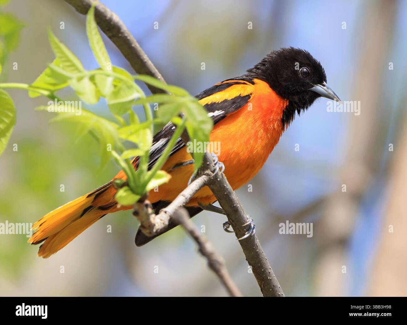 Baltimore oriole arroccato su un tronco di albero nella foresta, Canada Foto Stock