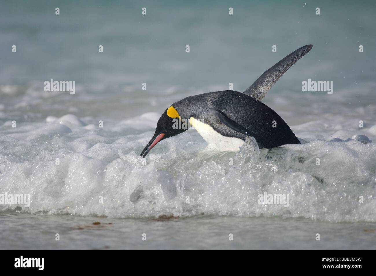Passare da una postura di nuoto semplificata a camminare in posizione eretta è una sfida per il pinguino re (Aptenodytes patagonicus) quando le onde colpiscono la riva Foto Stock