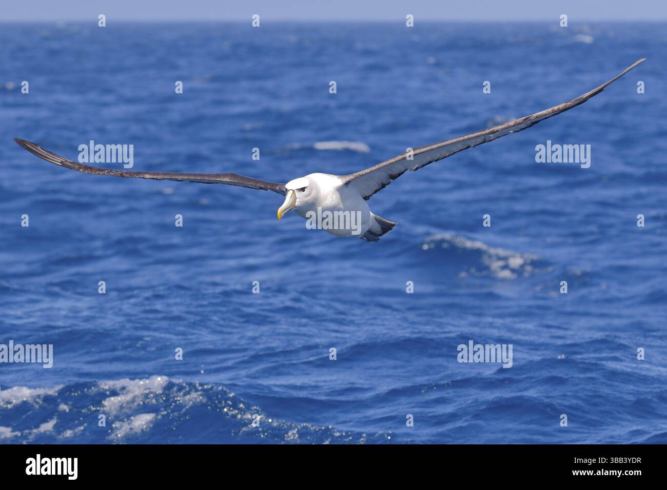 Shy Albatross (Thalassarche cauta) Flying, Victoria, Australia, Oceania Foto Stock