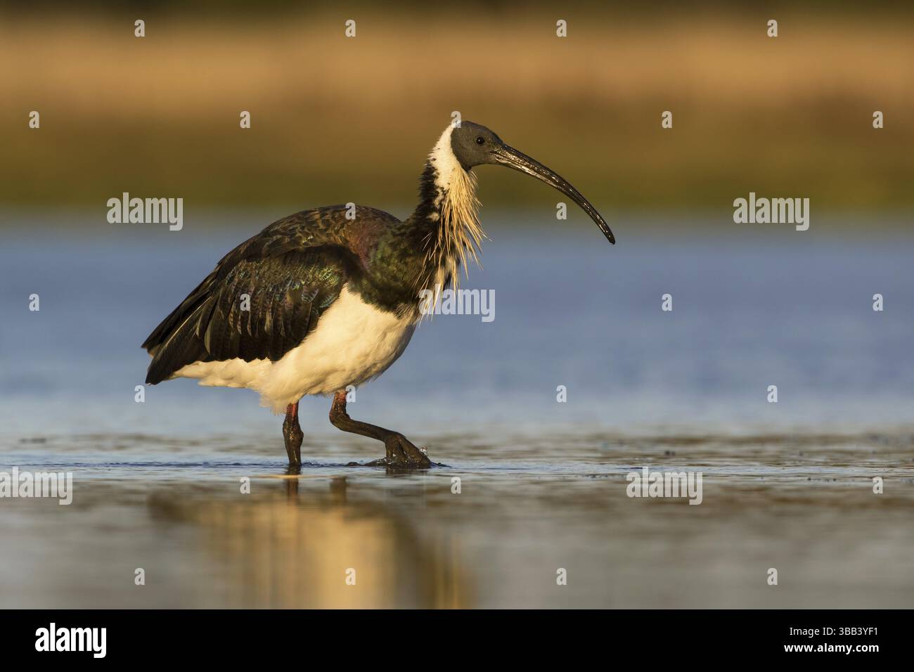 Ibis con collo di paglia (Threskiornis spinicollis), Victoria, Australia, Oceania Foto Stock