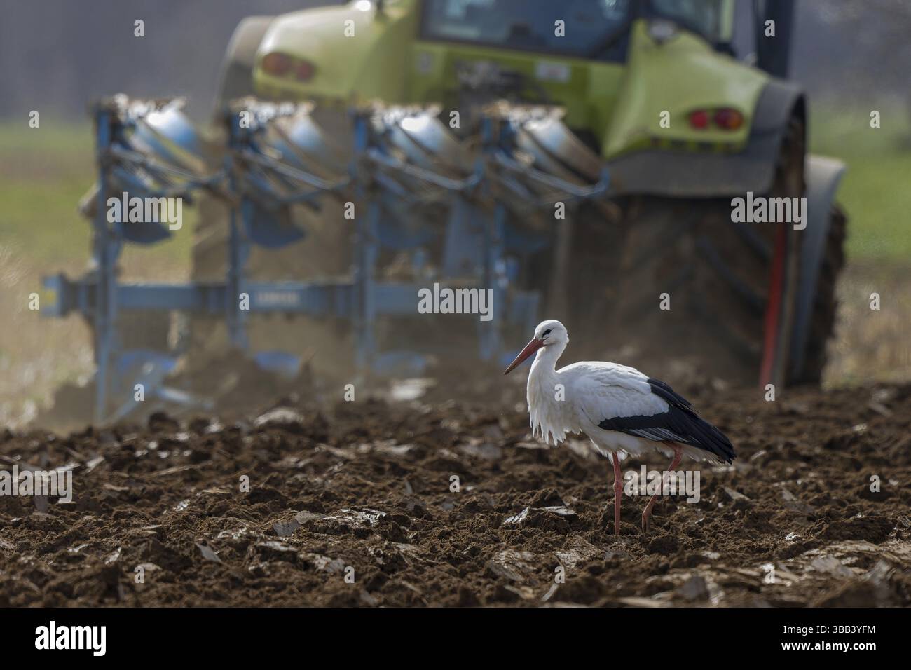Cicogna bianca (Ciconia ciconia) foraggio in campi appena arati, Renania settentrionale-Vestfalia, Germania, Europa Foto Stock