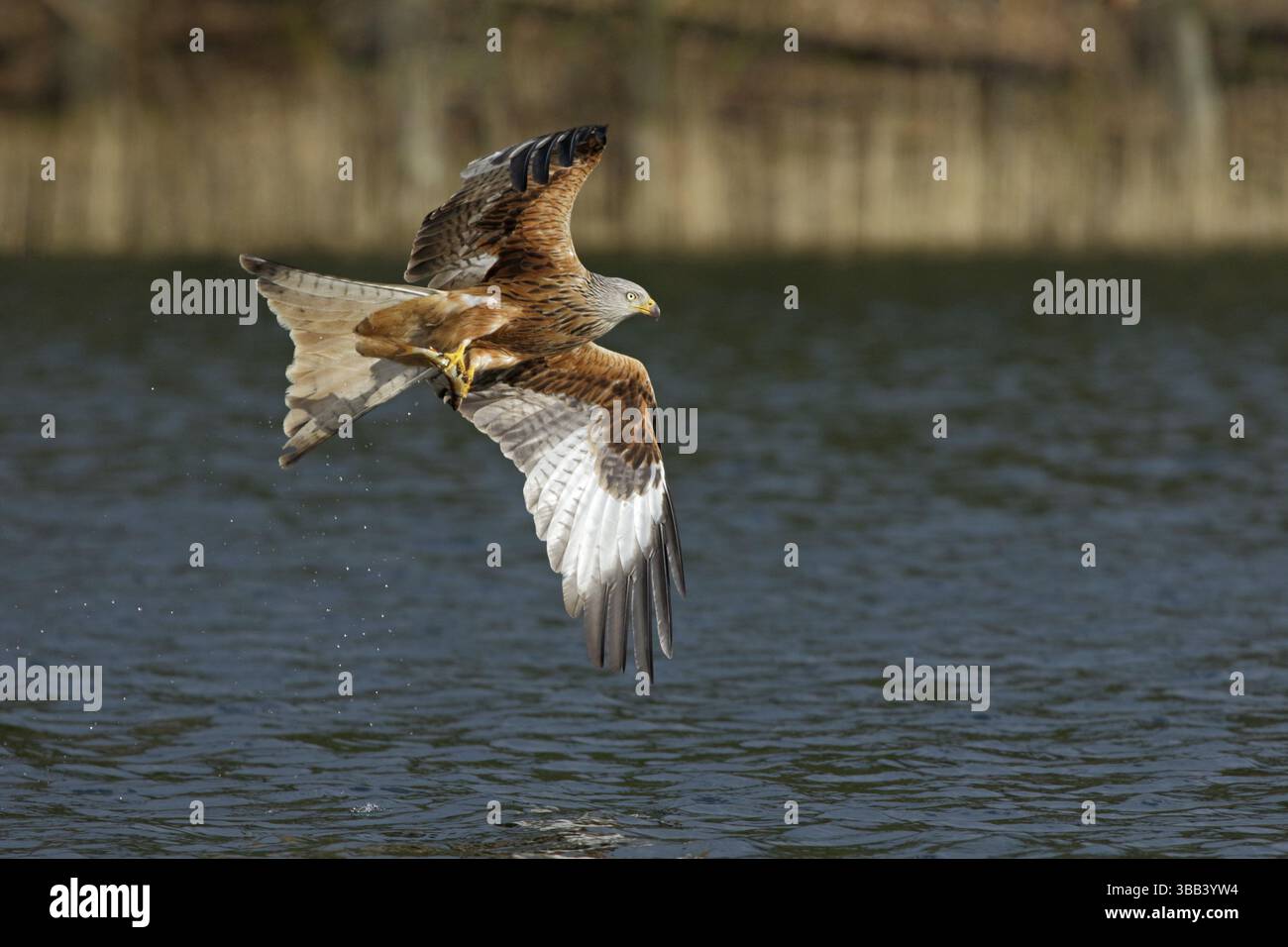 Rotmilan, lat. Milvus milvus, Altvogel im Flug mit gefangenem Fisch ueber dem Wasser vor dem Seeufer Foto Stock