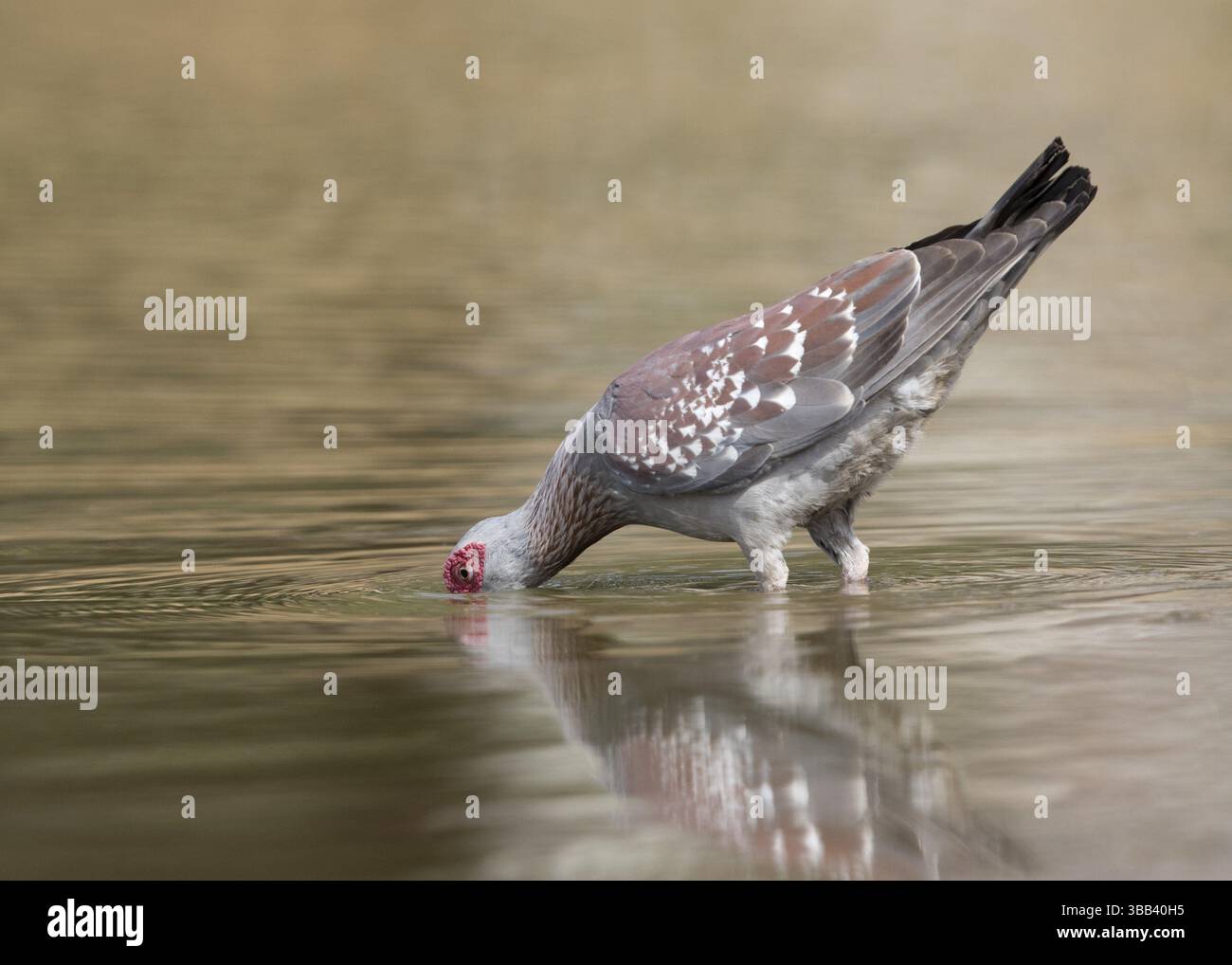 Piccione macchiato (guinea Columba) che beve in una sorgente, Gambia, Africa Foto Stock