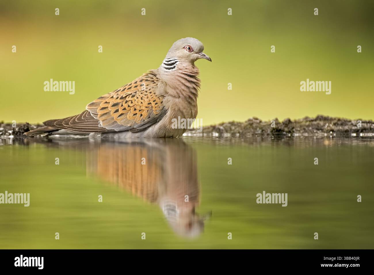 Stufa di tartaruga europea (Streptopelia turtur) a Waterhole, Ungheria, Europa Foto Stock