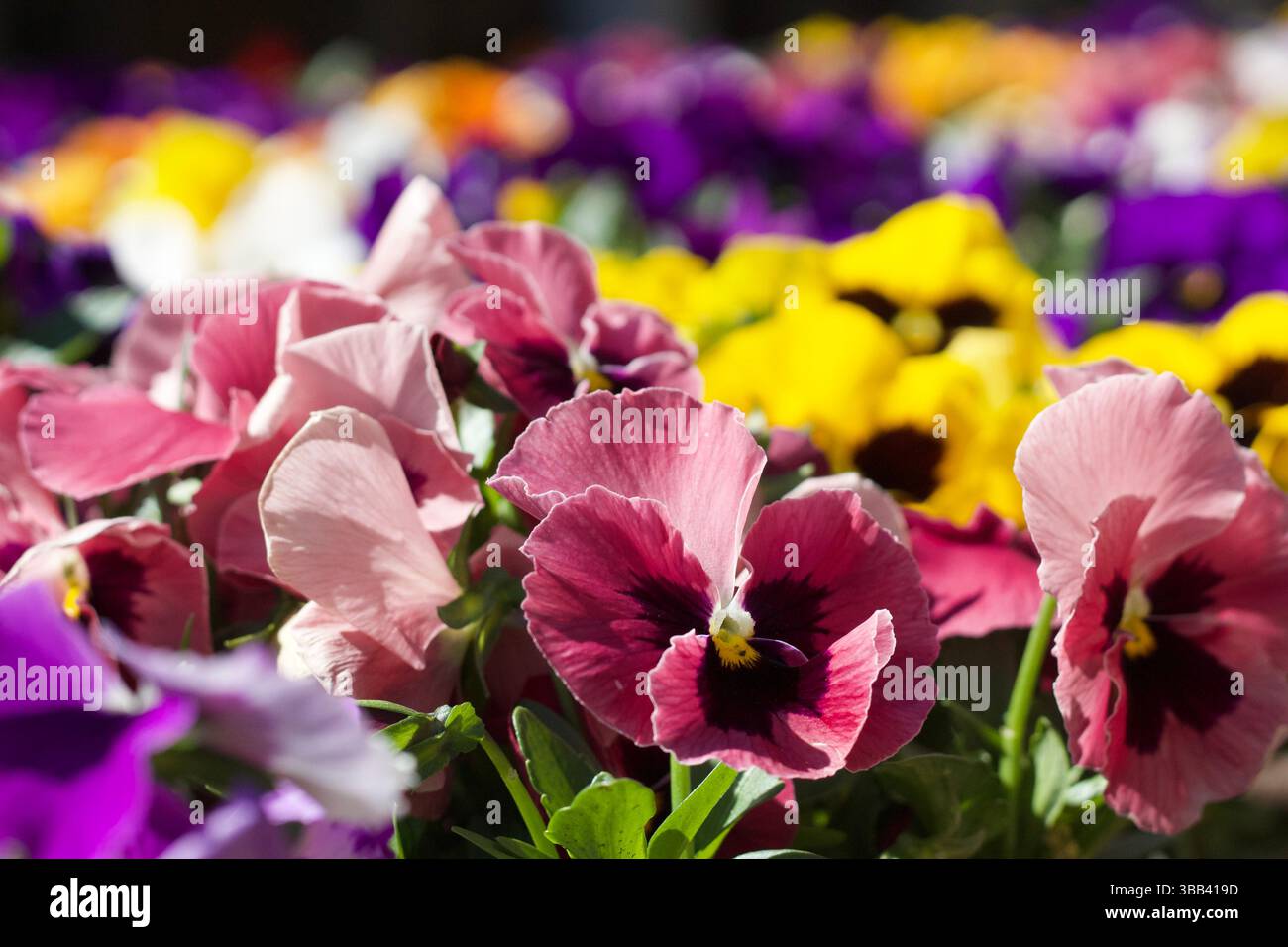 Petunie vivaci in piena fioritura che presentano una varietà di colori. Fotografato in un giardino estivo. Foto Stock