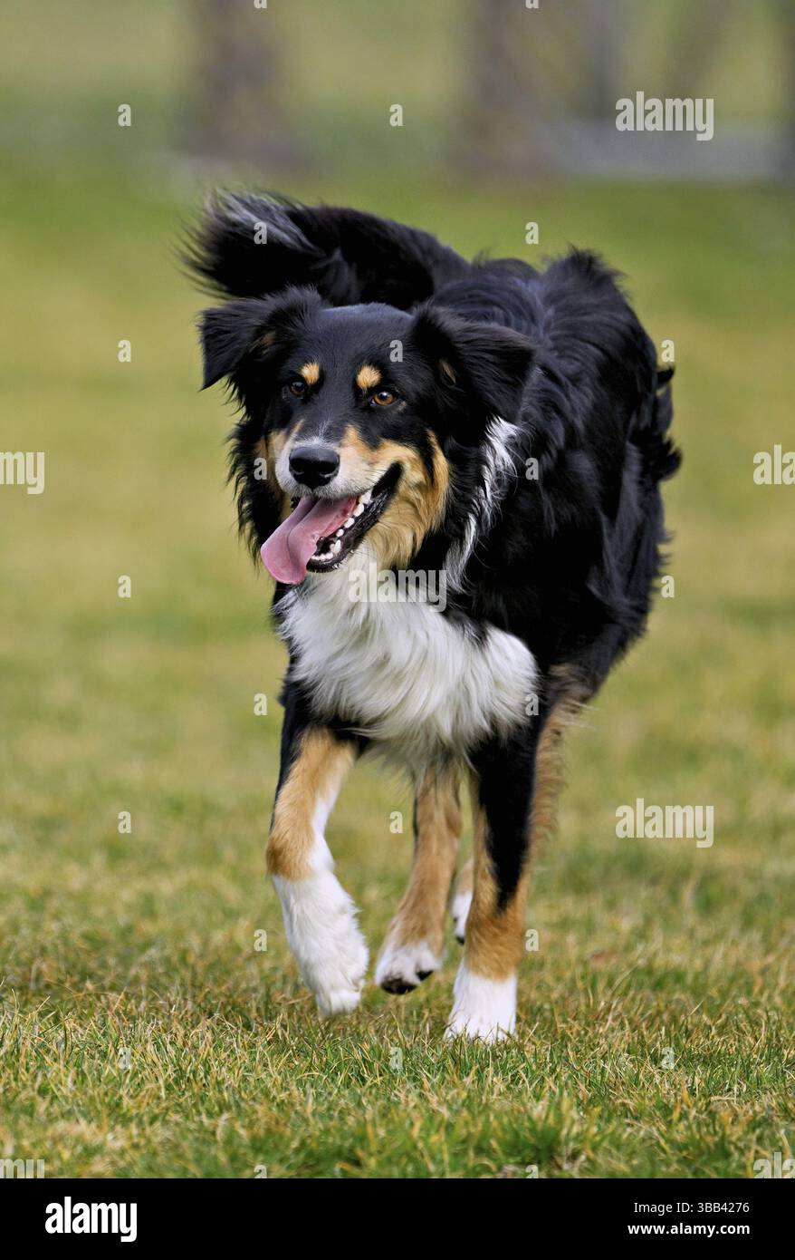 Il cane di razza mista tra Border Collie e Australian Shepherd salta sul prato, in Svizzera, in Europa Foto Stock