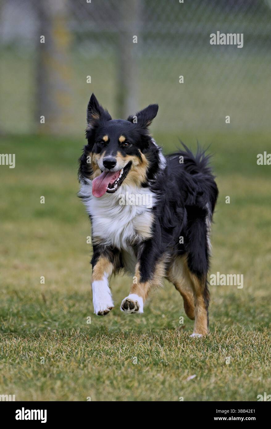 Il cane di razza mista tra Border Collie e Australian Shepherd salta sul prato, in Svizzera, in Europa Foto Stock