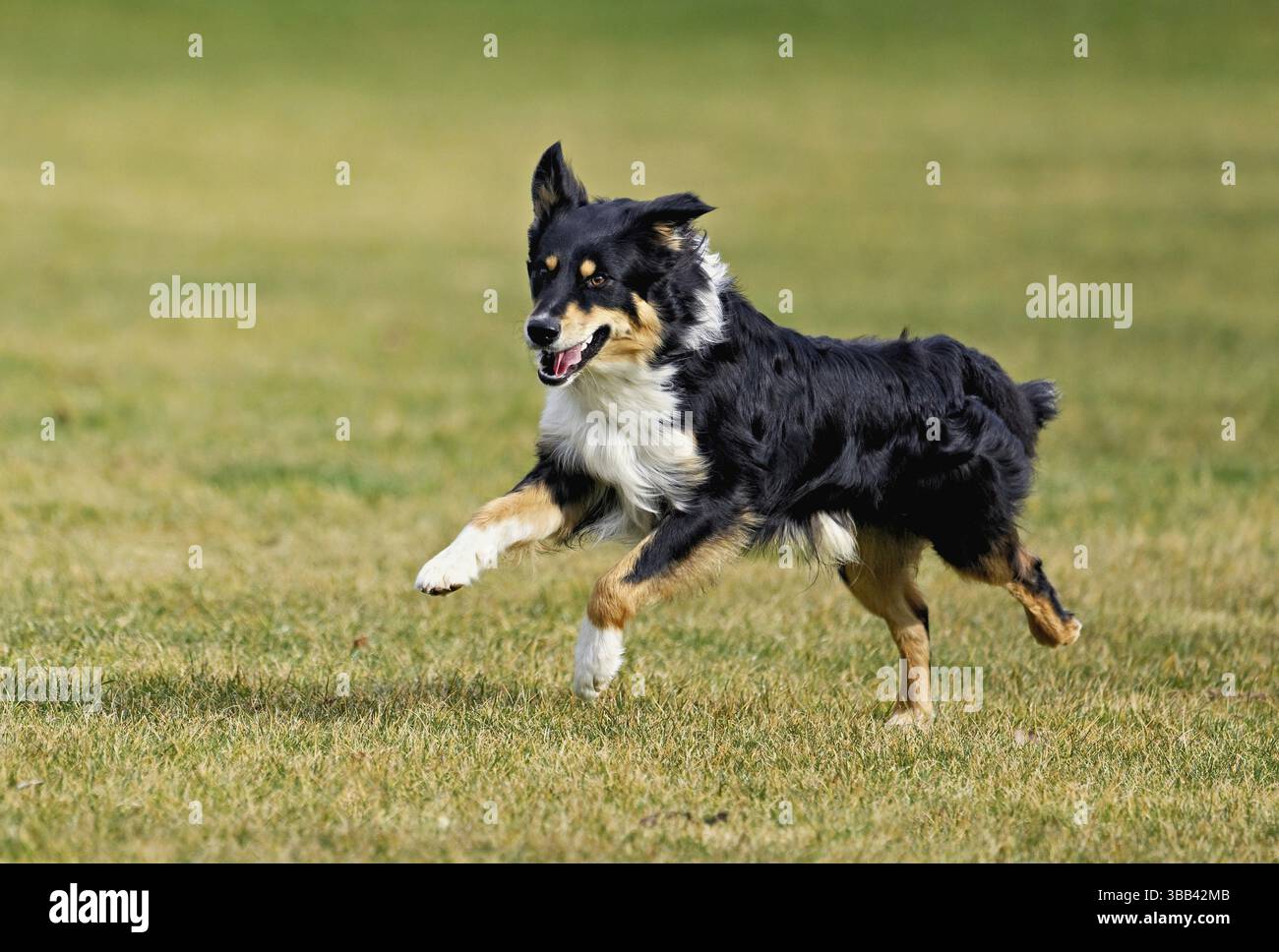 Il cane di razza mista tra Border Collie e Australian Shepherd salta sul prato, in Svizzera, in Europa Foto Stock