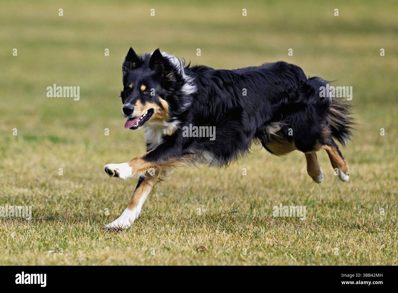 Il cane di razza mista tra Border Collie e Australian Shepherd salta sul prato, in Svizzera, in Europa Foto Stock