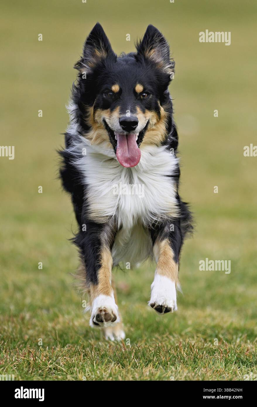 Pannello Cane O Piano Cottura Shetland-sheepdog-tricolore 20 X 10 Cm