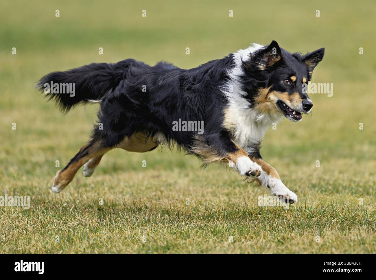 Il cane di razza mista tra Border Collie e Australian Shepherd salta sul prato, in Svizzera, in Europa Foto Stock