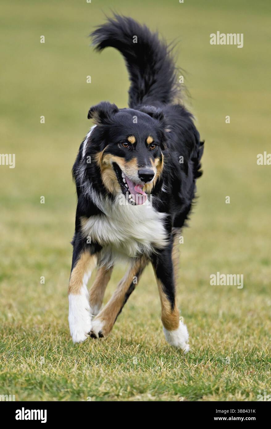 Il cane di razza mista tra Border Collie e Australian Shepherd salta sul prato, in Svizzera, in Europa Foto Stock