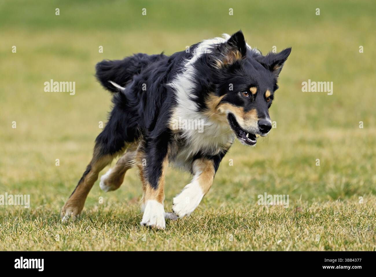 Il cane di razza mista tra Border Collie e Australian Shepherd salta sul prato, in Svizzera, in Europa Foto Stock