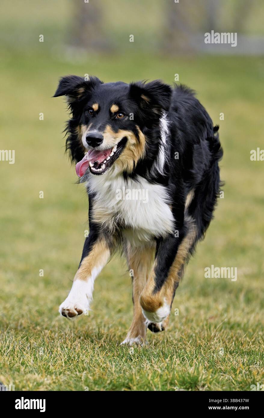 Il cane di razza mista tra Border Collie e Australian Shepherd salta sul prato, in Svizzera, in Europa Foto Stock