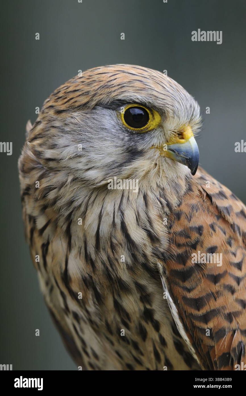 Kestrel comune (Falco tinnunculus) femmina, Renania settentrionale-Vestfalia, Germania, Europa Foto Stock