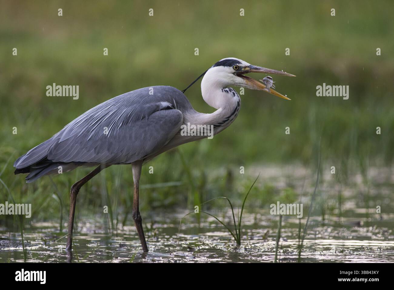 Heron grigio (Ardea cinerea) con prede di pesce in becco, Subotica, Serbia, Europa Foto Stock