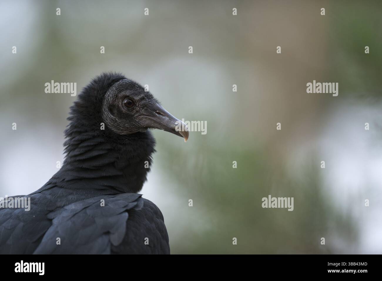 Black Vulture (Coragyps atratus) Captive, Renania settentrionale-Vestfalia, Germania, Europa Foto Stock
