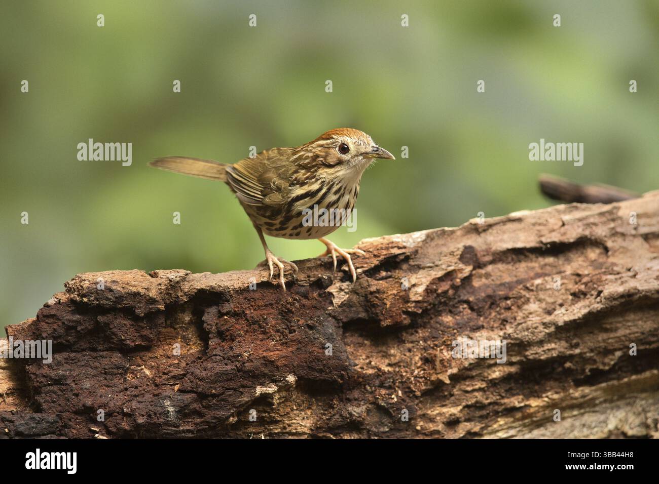 Puff-throated Babbler (Pellorneum ruficeps shanense), Yunnan, Cina, Asia Foto Stock