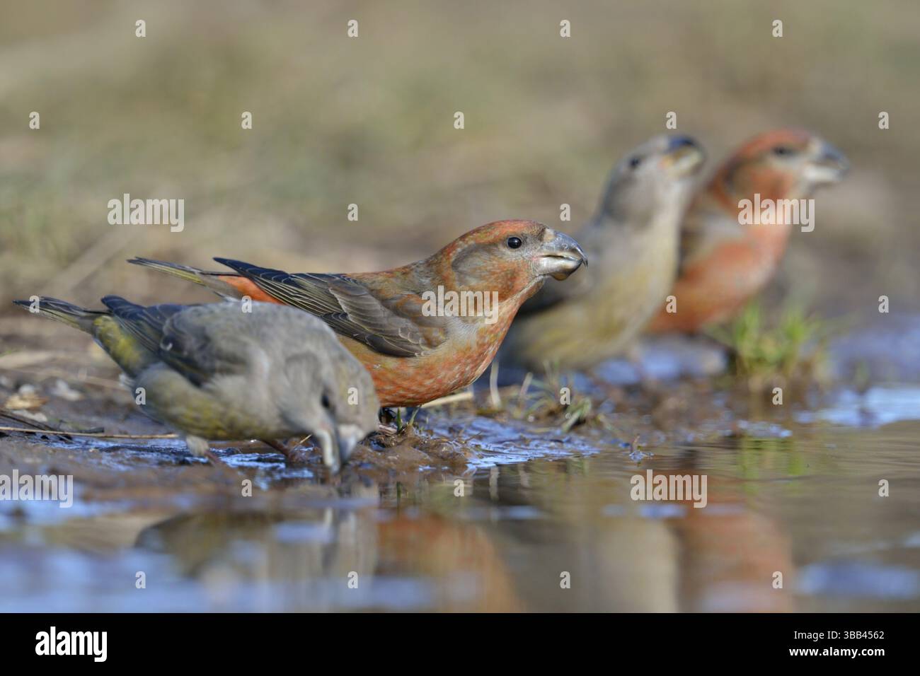 Parrot Crossbill (Loxia pytyopsittacus) gruppo che beve, Paesi Bassi Foto Stock