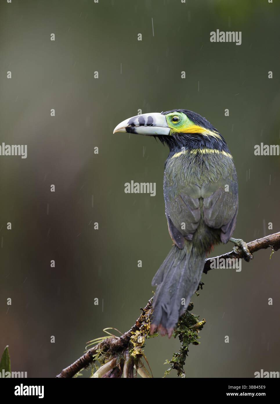 Toucanet (Selenidera maculirostris) maschio con fattura a punti appollaiato su una diramazione, foresta pluviale algerina, Brasile, Sud America Foto Stock