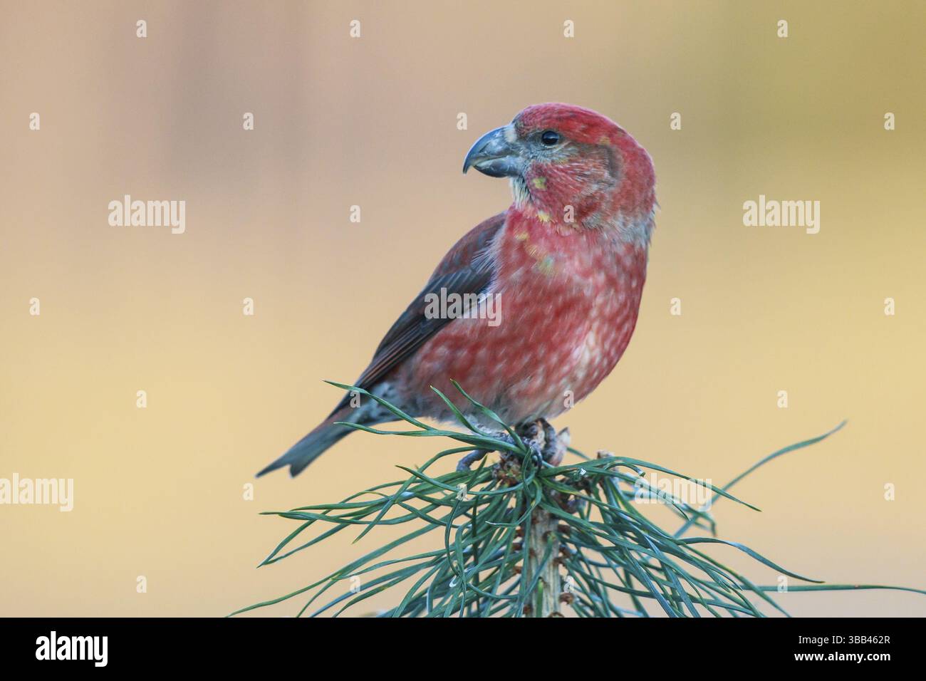 Parrot Crossbill (Loxia pytyopsittacus) maschio arroccato su una filiale, Paesi Bassi Foto Stock