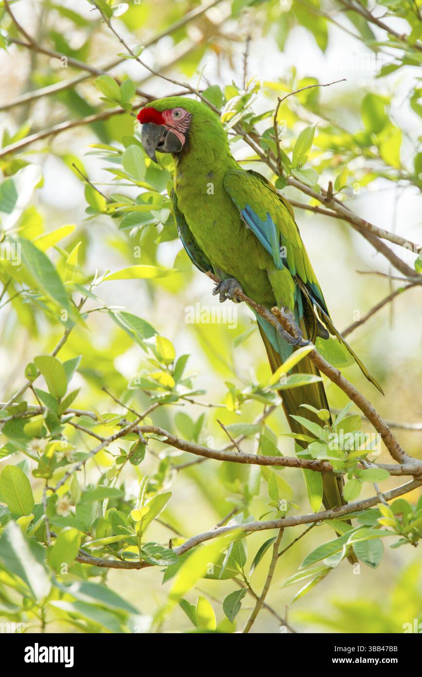 Militare Macaw Ara militaris El Tuito, Jalisco, Messico 9 giugno psittacidae adulti Foto Stock