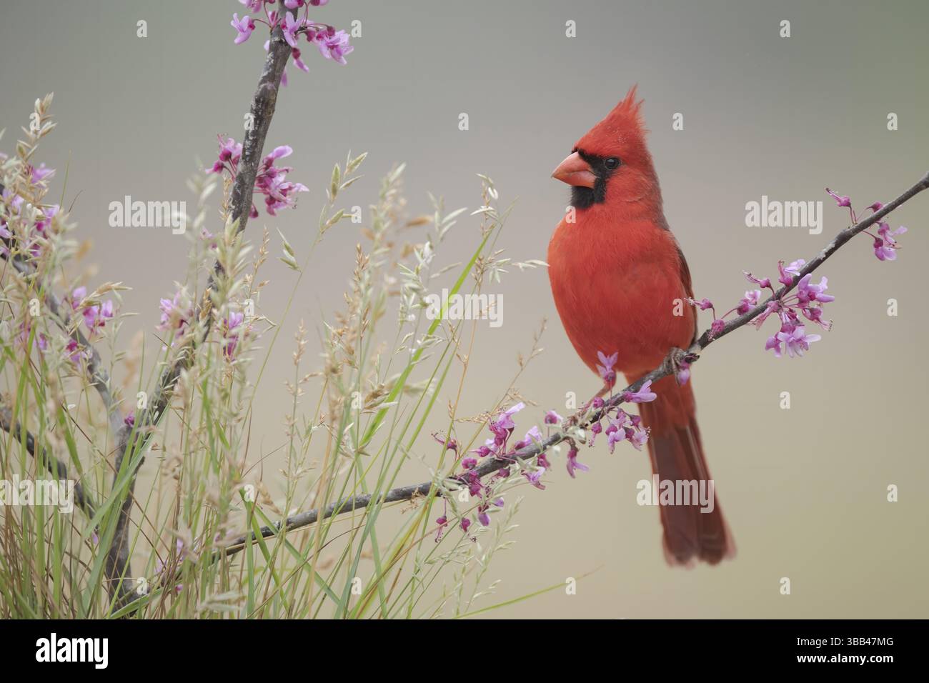 Cardinalis cardinalis (Cardinalis cardinalis) maschio arroccato su un ramo fiorito, Texas, Stati Uniti, Nord America Foto Stock