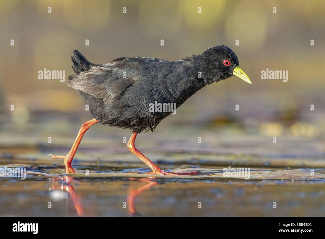 Black Crake (Amaurornis flavirostra) Foraging, Gauteng, Sudafrica, Africa Foto Stock