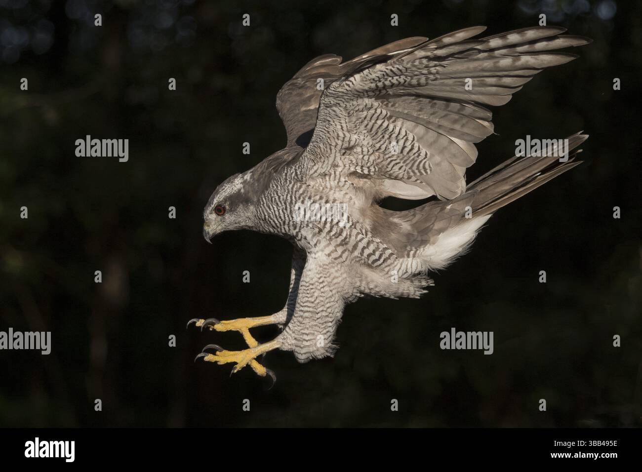 Sbarco Goshawk settentrionale (Accipiter gentilis), Subotica, Serbia, Europa Foto Stock