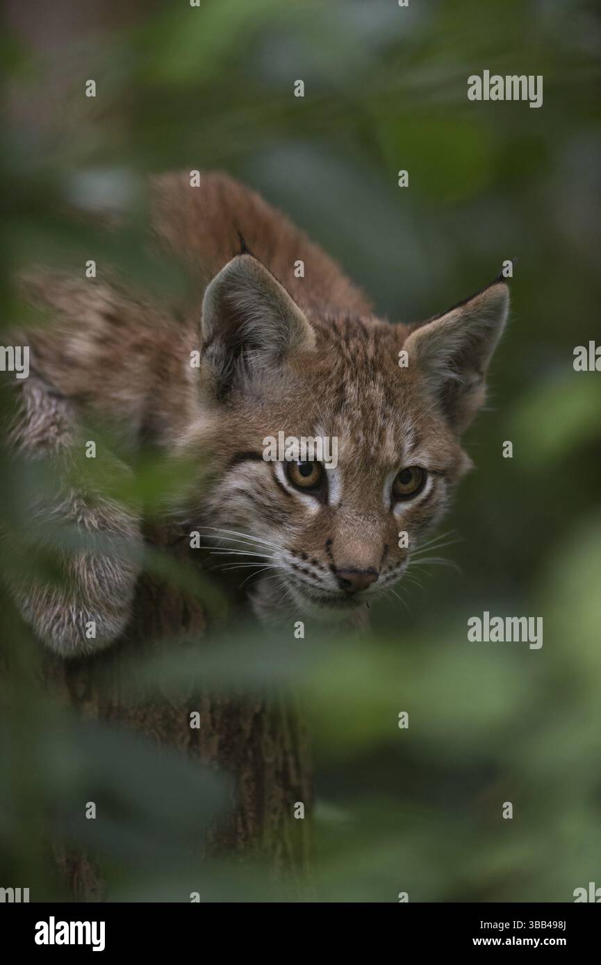 Lince eurasiatica (lince lince) immatura che si nasconde negli alberi, Renania settentrionale-Vestfalia, Germania, Europa Foto Stock