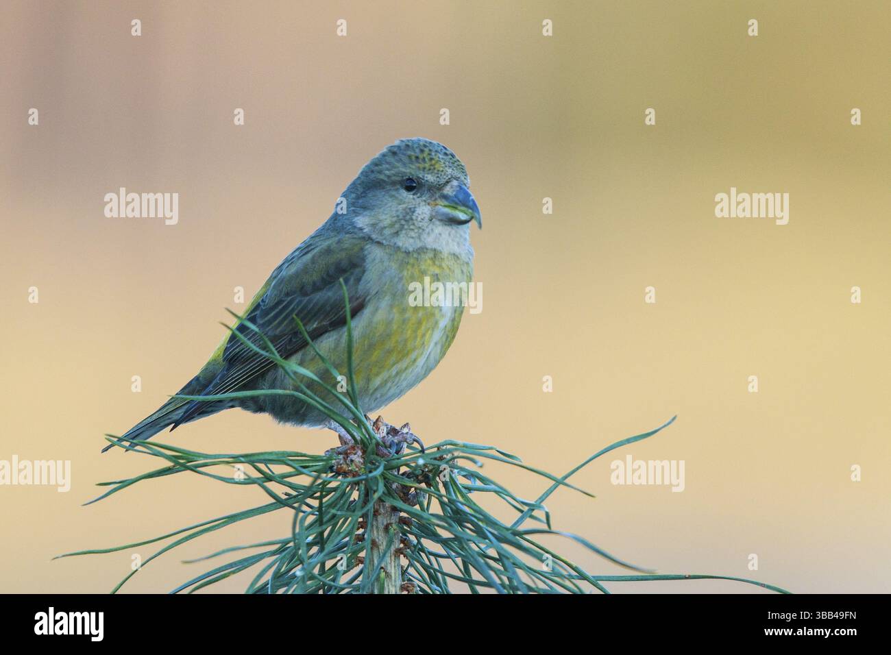 Parrot Crossbill (Loxia pytyopsittacus) femmina arroccata su una filiale, Paesi Bassi Foto Stock
