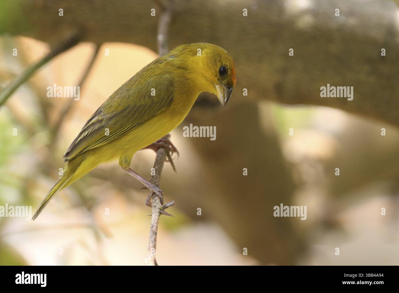 Finch giallo (Sicalis columbiana columbiana) con la faccia arancione, arroccato su una diramazione, Los Llanos, Venezuela, Sud America Foto Stock