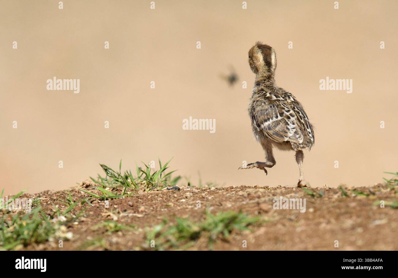 Gambel's Quail (Callipepla gambelii) pulcino che insegue insetti volanti, Arizona, Stati Uniti, Nord America Foto Stock