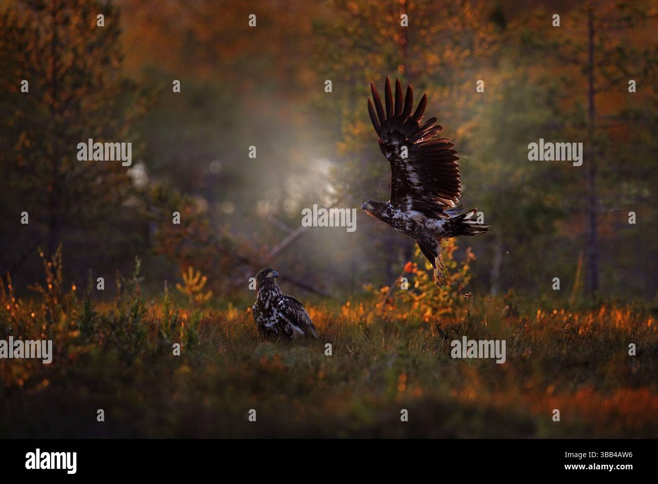 Tramonto in natura, due aquile combattono a taiga, Finlandia. Giovani uccelli di aquila dalla coda bianca, albicilla di Haliaeetus, scappano nel prato della foresta. Bella e Foto Stock